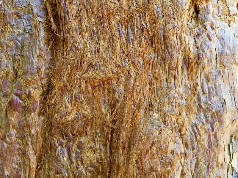 Close-up of textured tree bark.