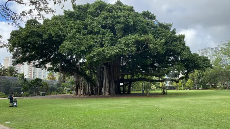 Banyan tree in Hawaii.