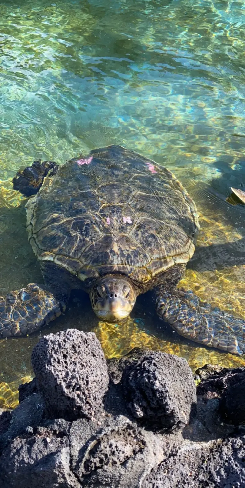 Tortoise in Hawaii.