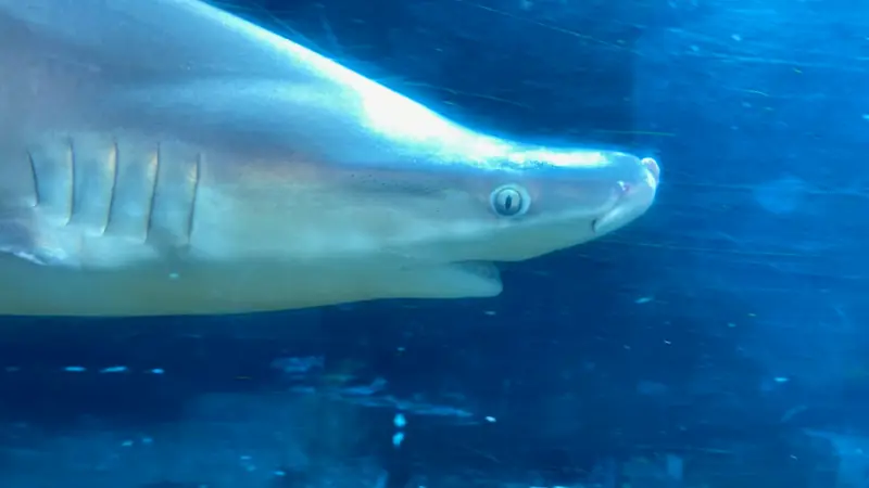 Shark at the aquarium in Hawaii.
