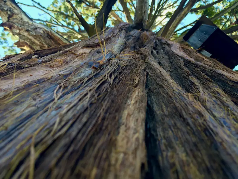 Looking up through the branches.
