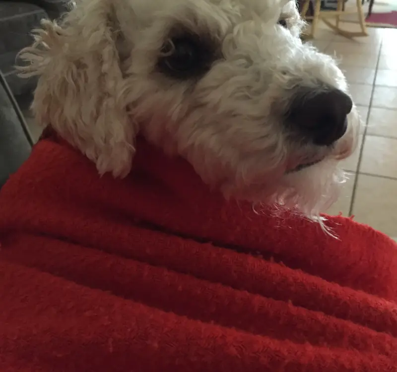 Wrapped up in a red blanket.