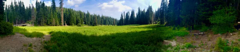 A green meadow bordered by tall forest.